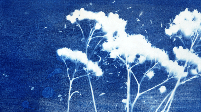 Visuel représentant une gravure cyanotype